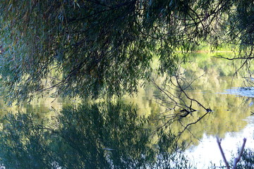 Driftwood (log, snag) stuck in shallow water o? tributary of Danube river beneath the branches of a willow. Reflection of branches in water