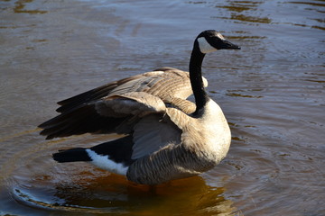 Canadian Goose Folding its Wings