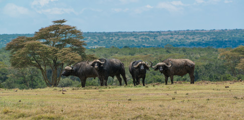 Cape buffalo