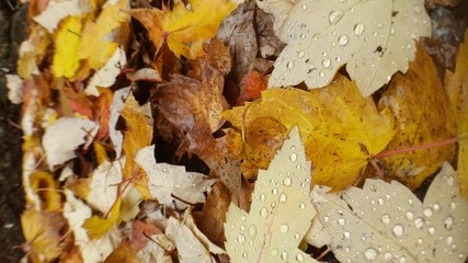 Autumn Leaves 