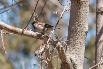 A male house sparrow on a branch of tree in early spring.