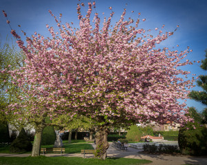 Fototapeta premium Asnières-Sur-Seine, France - 15 04 2018: Cerisiers en fleur au soleil de début de journée