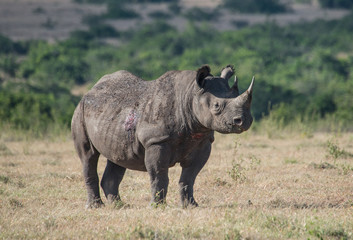 Fototapeta premium White Rhino