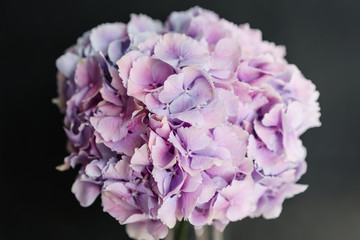 beautiful hydrangea flowers in a vase on a table . Bouquet of light blue, lilac and pink flower. Decoration of home. Wallpaper and black background.