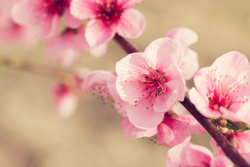 Naklejka na ściany i meble spring tree with pink flowers