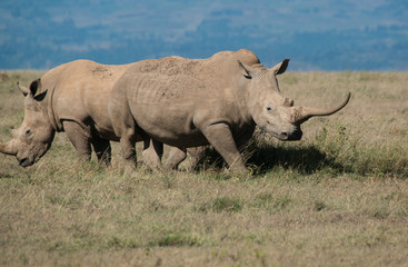Fototapeta premium White Rhino