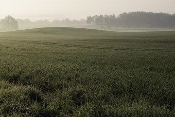 Green Agricultural Fields in Fog, Early Spring
