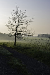 Fototapeta na wymiar Single Bare Tree Dark Silhouette, Sunrise in Green Meadow, Foggy Landscape