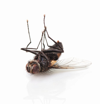Typical dead house-fly lying on the back, isolated on white background with shadow reflection. Macro, closeup shot. Gone housefly. Lifeless cluster fly lying still, reflective underlay. Late flesh-fly