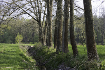 Bare Trees in a Row near Water Stream in the Forest