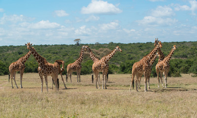 Herd of Giraffe