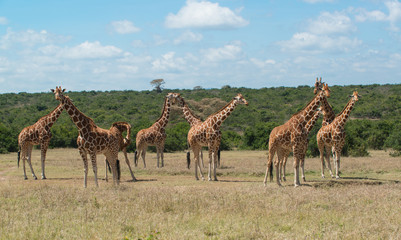 Herd of Giraffe