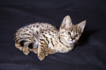 Spotted cat Savannah F1