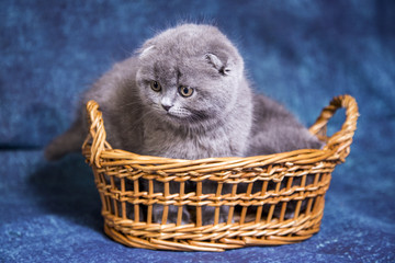 Gray blue Scottish kittens