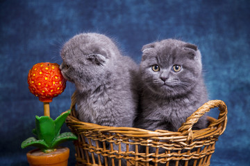 Gray blue Scottish kittens