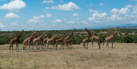 Herd of Giraffe