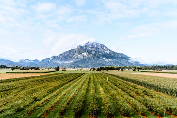 Fototapeta na wymiar Scenic view of vineyard against mountain
