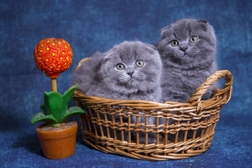 Gray blue Scottish kittens