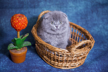 Gray blue Scottish kittens