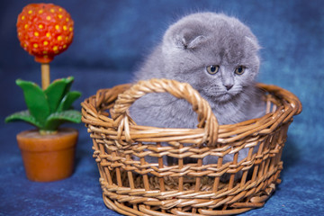 Gray blue Scottish kittens
