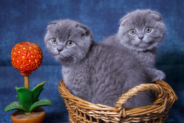 Gray blue Scottish kittens