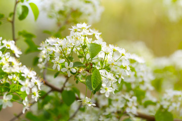 Cherry blossom in spring