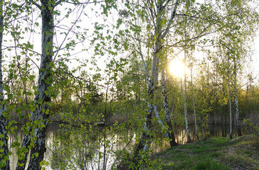 Spring evening. The sun sets over the lake. Birches on the shore