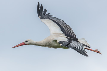 storch