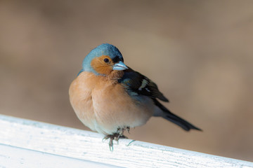 portrait of a curious chaffinch