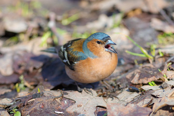 chaffinch on the ground closeup