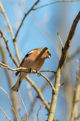portrait of a curious chaffinch