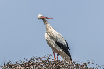 weißstorch