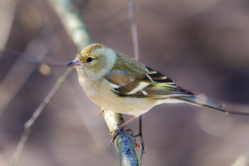 chaffinch on a branch closeup