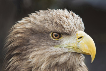 Hawk