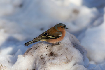 portrait of the chaffinch