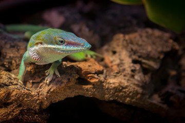 Green lizard