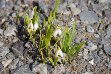 schneeglöckchen frühling