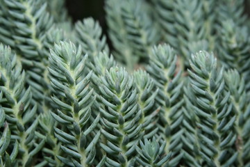 Sedum Reflexum 'Blue stonecrop'