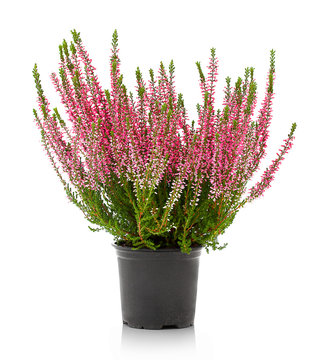 Heather flowers of pink colour isolated on the white background without any shadow reflection. Flowers of pink Calluna vulgaris in pot. Autumn decoration, indoor, outdoor.
