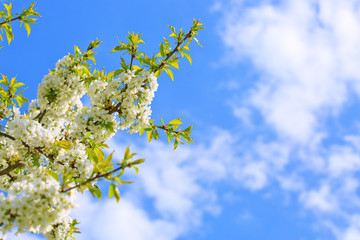 Cherry blossoms with blue sky.