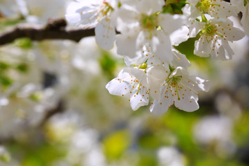 Cherry blossoms in spring .
