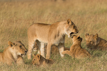Fototapeta premium Lion