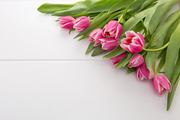 Pink tulip isolated.