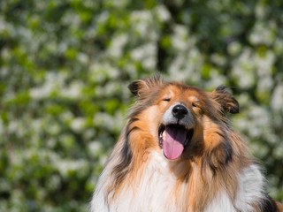 Portrait of adorable sleepy tired rough collie with blooming tree background