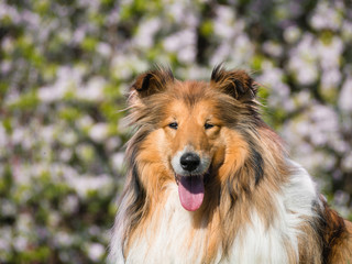 Adorable rough collie portrait with blooming tree background