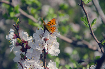 brown butterfly sitting on a flowering cherry branch