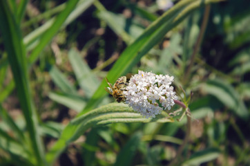 bee sitting on a field flower