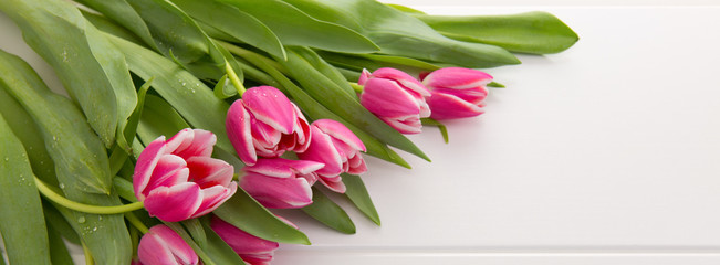Pink tulip isolated.