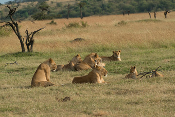 Fototapeta premium lions