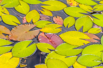 Fototapeta na wymiar flore aquatique, feuilles flottantes de nénuphar 